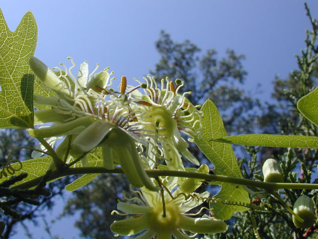 Passiflora affinis (Bracted passionflower) #14445