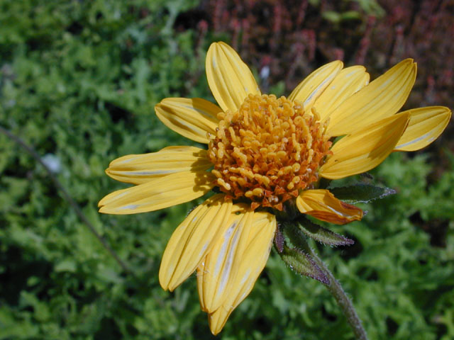 Simsia calva (Awnless bush sunflower) #14460