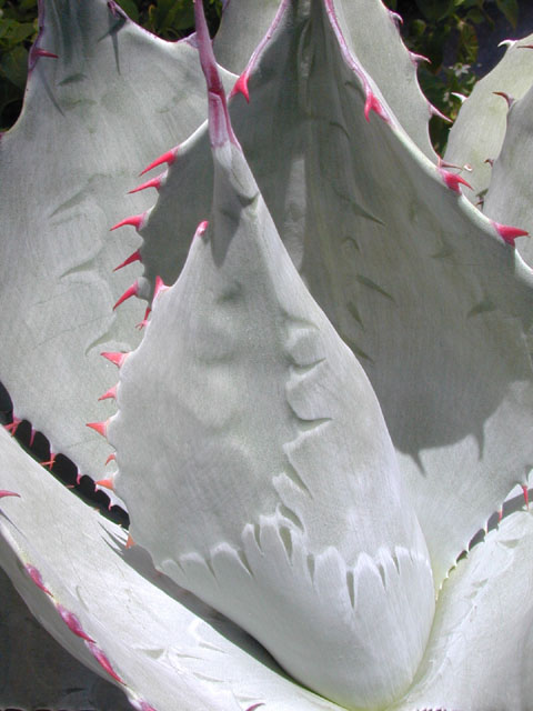 Agave havardiana (Havard's century plant) #14464