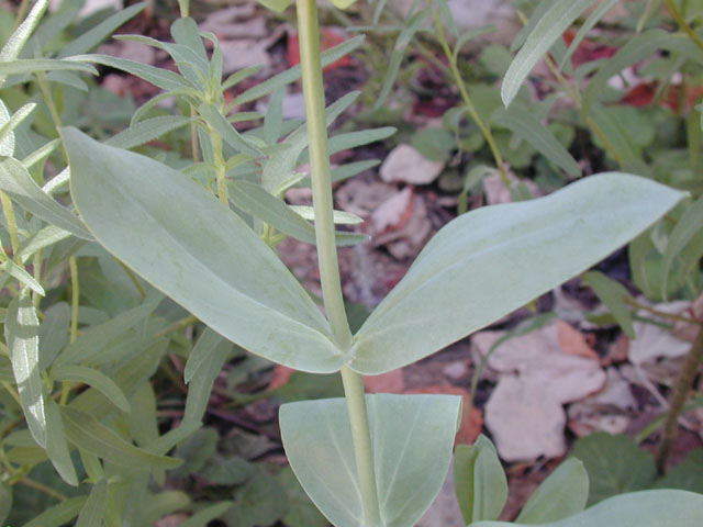 Eustoma exaltatum ssp. russellianum (Texas bluebells) #14475