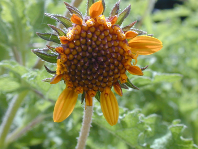 Simsia calva (Awnless bush sunflower) #14484