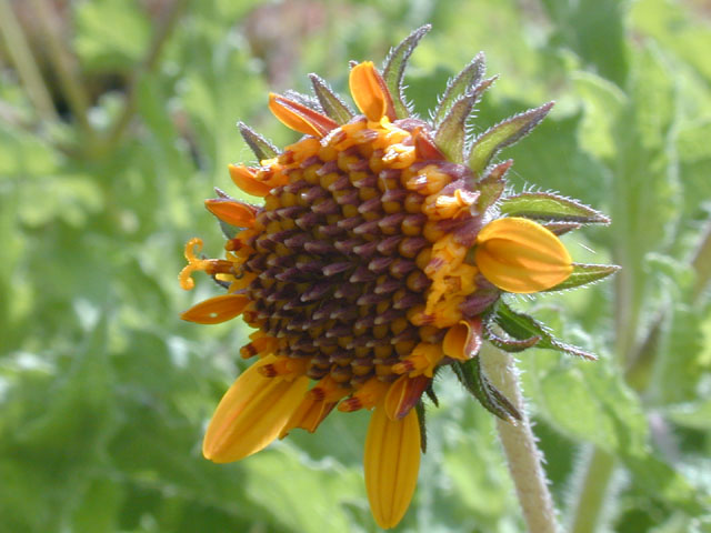 Simsia calva (Awnless bush sunflower) #14485