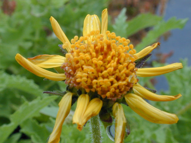 Simsia calva (Awnless bush sunflower) #14491