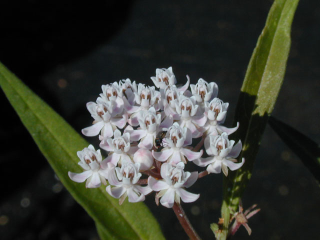 Asclepias perennis (White swamp milkweed) #14497