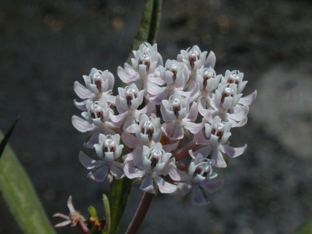 Asclepias perennis (White swamp milkweed) #14499