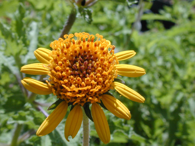Simsia calva (Awnless bush sunflower) #14500
