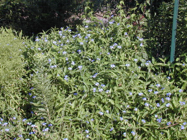Commelina erecta (Dayflower) #14505