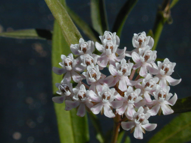 Asclepias perennis (White swamp milkweed) #14506