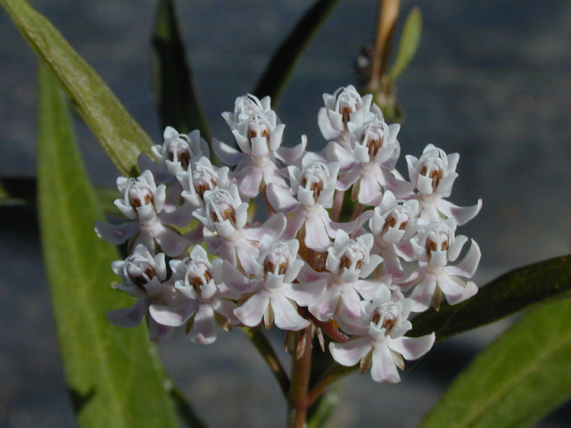 Asclepias perennis (White swamp milkweed) #14507