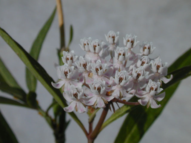 Asclepias perennis (White swamp milkweed) #14508