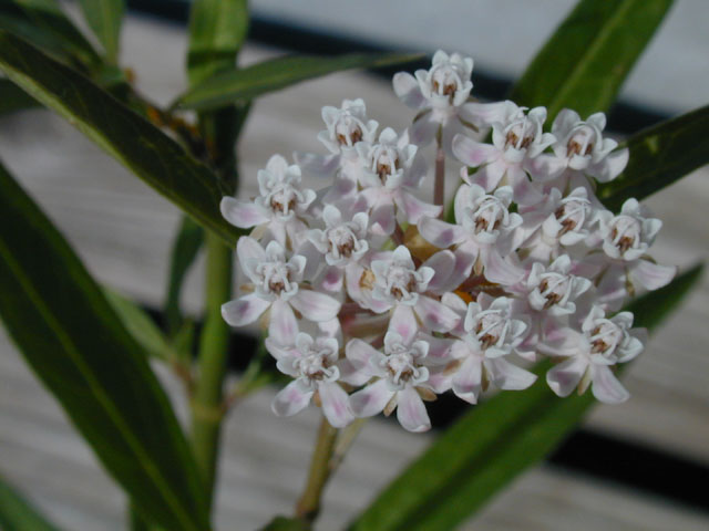Asclepias perennis (White swamp milkweed) #14510