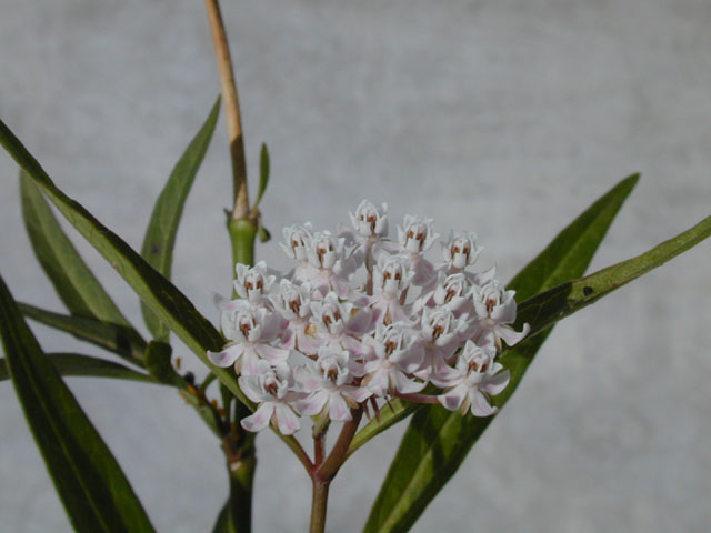 Asclepias perennis (White swamp milkweed) #14512