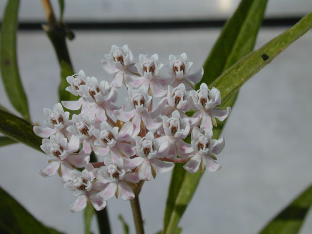 Asclepias perennis (White swamp milkweed) #14518