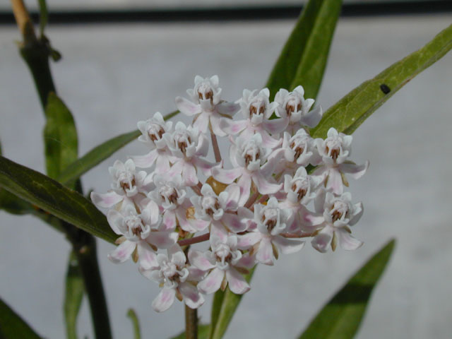 Asclepias perennis (White swamp milkweed) #14519
