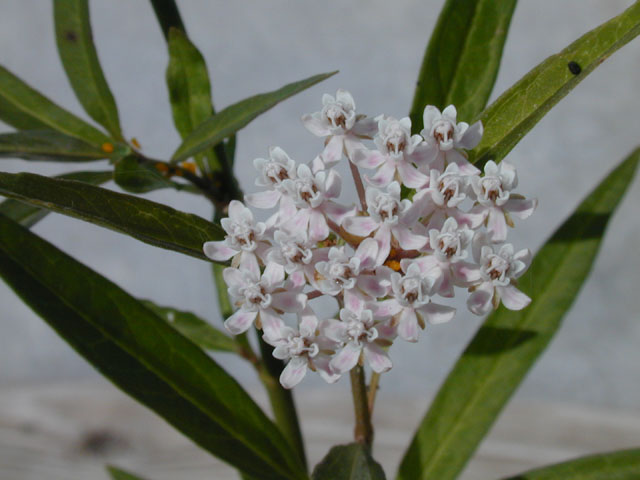 Asclepias perennis (White swamp milkweed) #14520