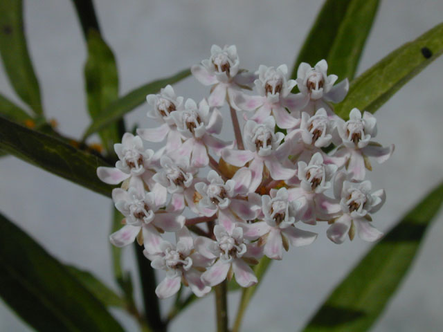 Asclepias perennis (White swamp milkweed) #14521