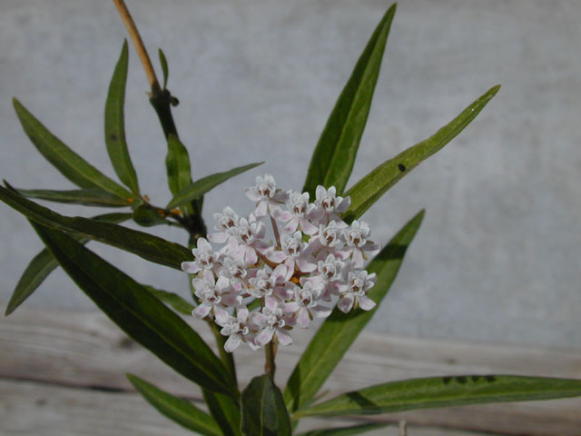 Asclepias perennis (White swamp milkweed) #14522
