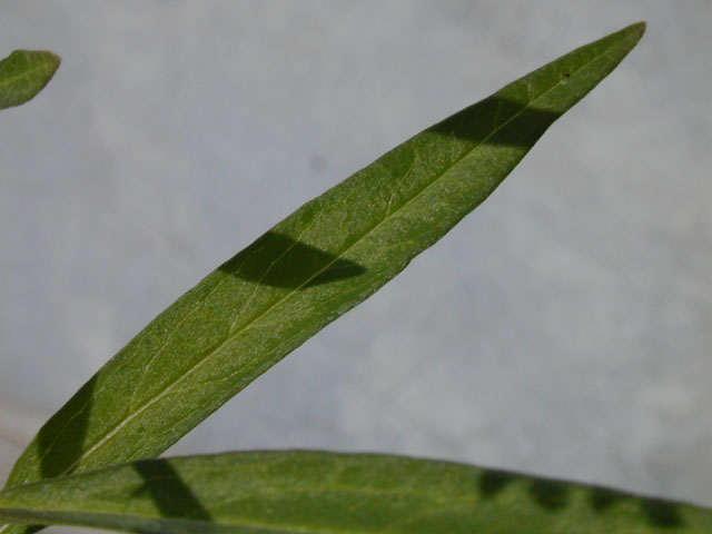 Asclepias perennis (White swamp milkweed) #14523