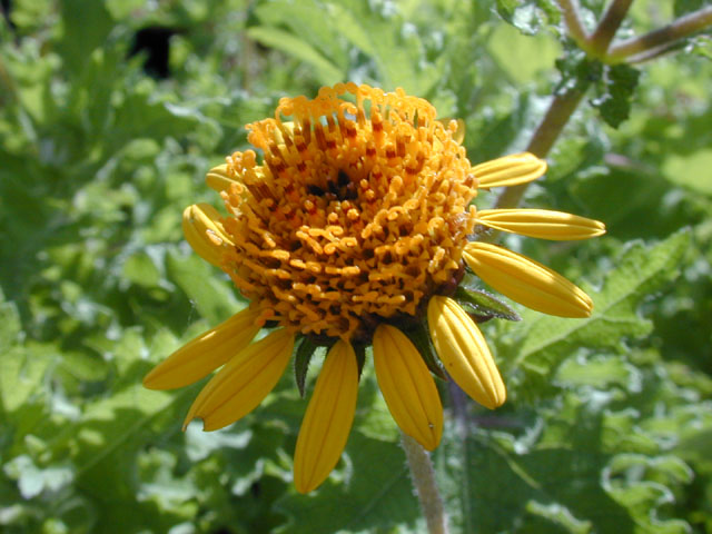 Simsia calva (Awnless bush sunflower) #14524