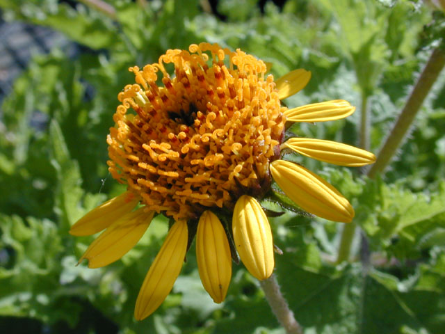 Simsia calva (Awnless bush sunflower) #14525