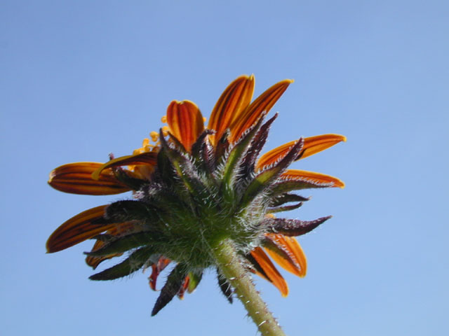 Simsia calva (Awnless bush sunflower) #14526