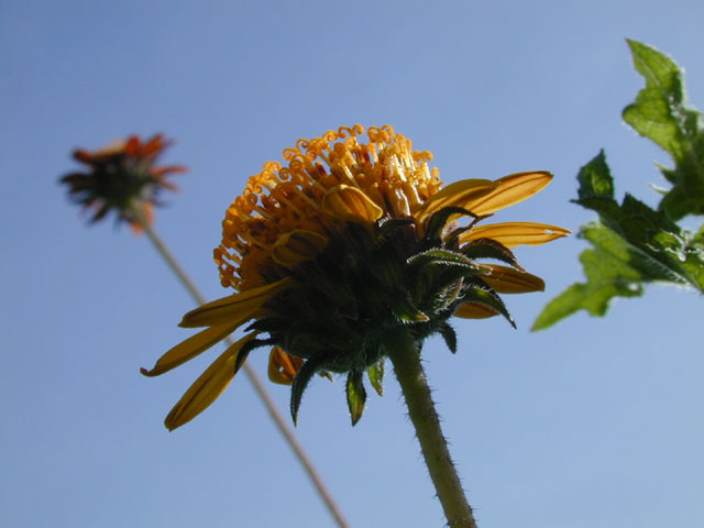 Simsia calva (Awnless bush sunflower) #14529