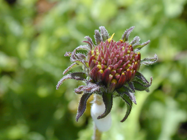 Simsia calva (Awnless bush sunflower) #14530