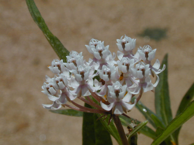 Asclepias perennis (White swamp milkweed) #14531