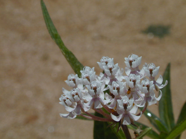 Asclepias perennis (White swamp milkweed) #14532