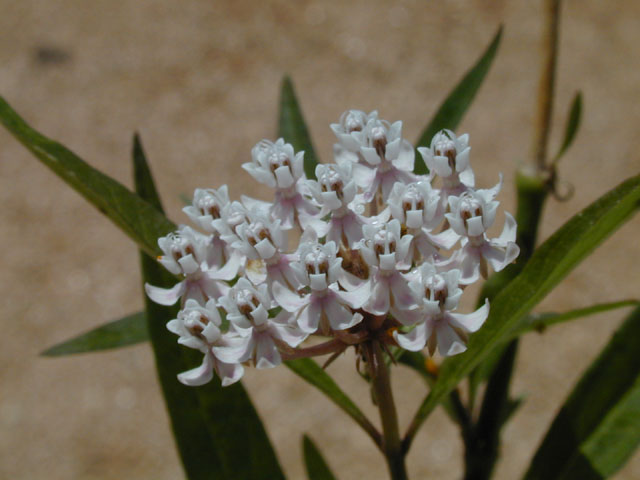 Asclepias perennis (White swamp milkweed) #14534