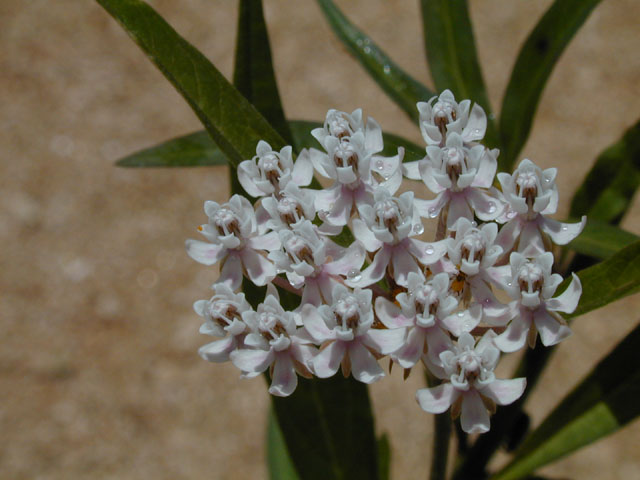 Asclepias perennis (White swamp milkweed) #14535