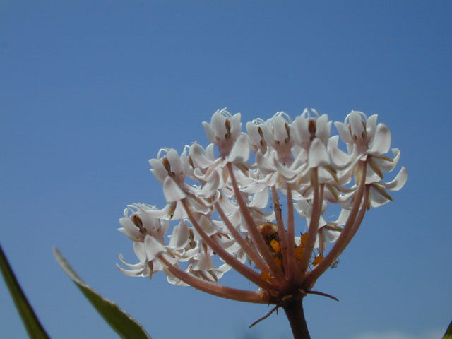 Asclepias perennis (White swamp milkweed) #14537