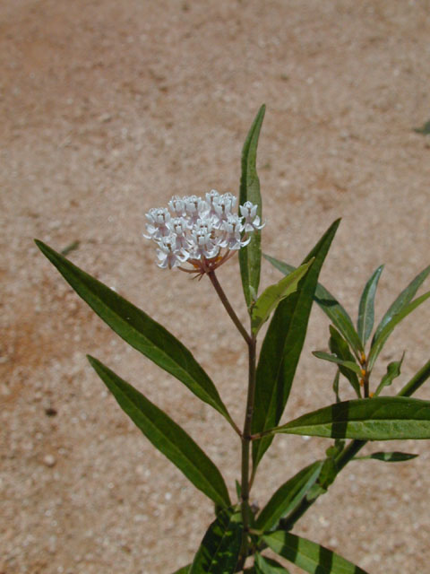 Asclepias perennis (White swamp milkweed) #14538
