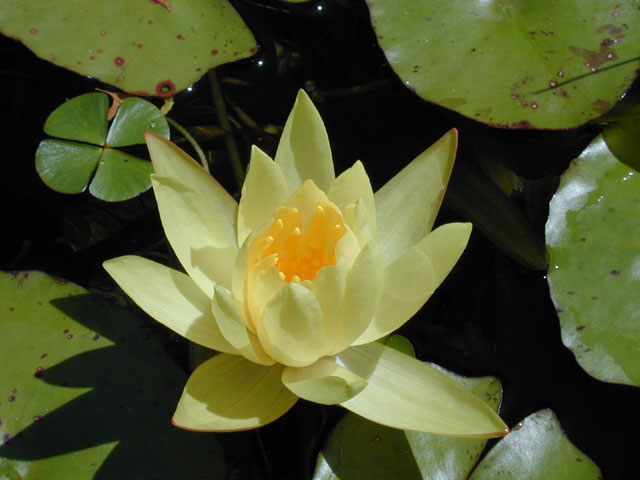 Nymphaea mexicana (Yellow waterlily) #14543