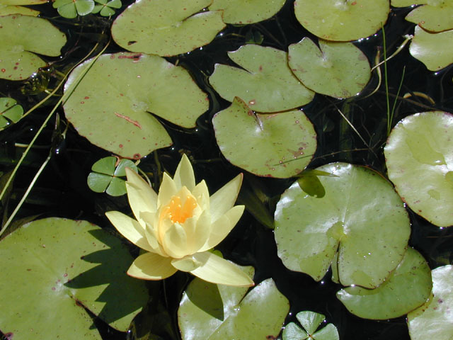 Nymphaea mexicana (Yellow waterlily) #14544