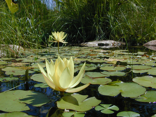 Nymphaea mexicana (Yellow waterlily) #14545