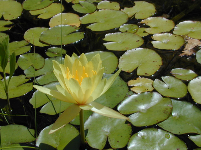 Nymphaea mexicana (Yellow waterlily) #14546