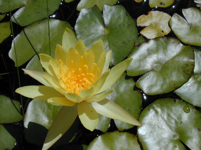 Nymphaea mexicana (Yellow waterlily) #14547
