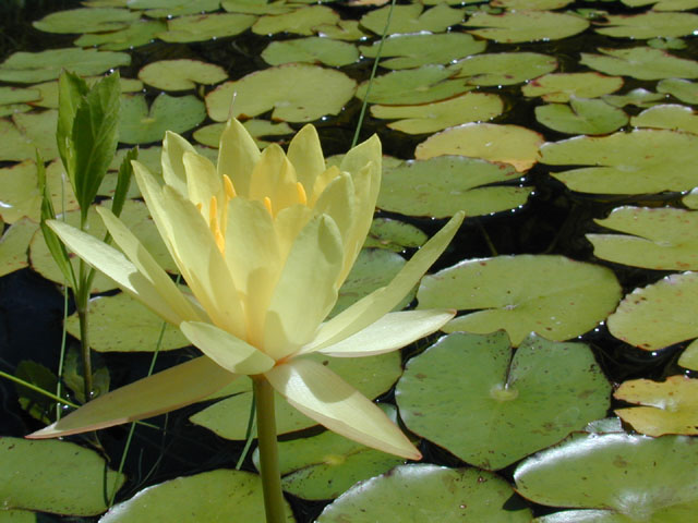 Nymphaea mexicana (Yellow waterlily) #14548