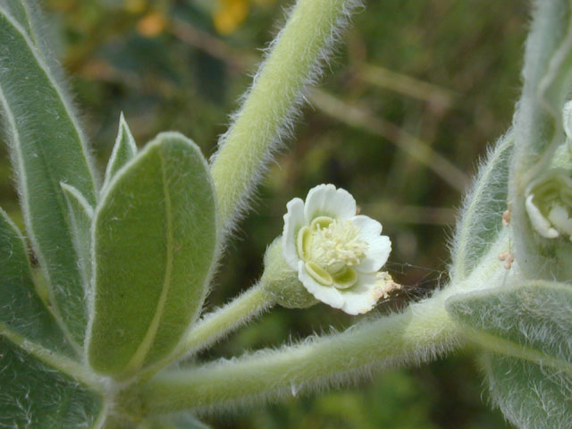 Euphorbia bicolor (Snow on the prairie) #14580