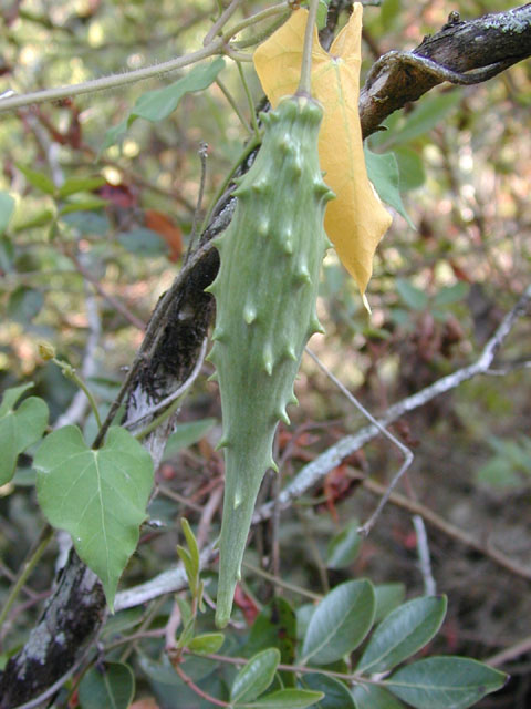 Matelea reticulata (Pearl milkweed vine) #14582