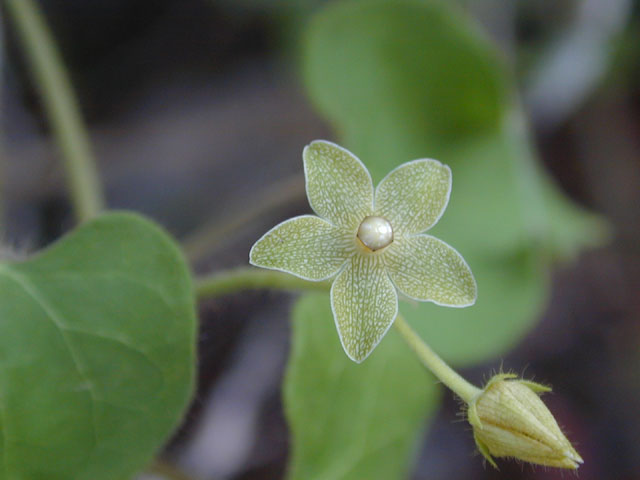 Matelea reticulata (Pearl milkweed vine) #14583