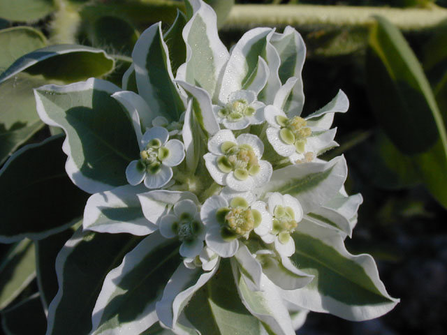 Euphorbia marginata (Snow on the mountain) #14584