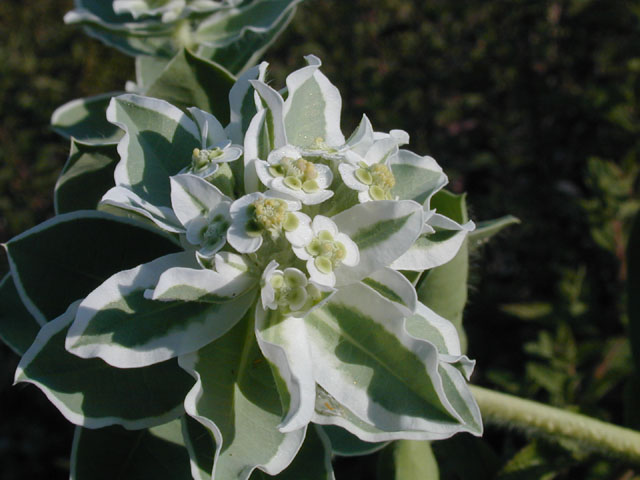 Euphorbia marginata (Snow on the mountain) #14585