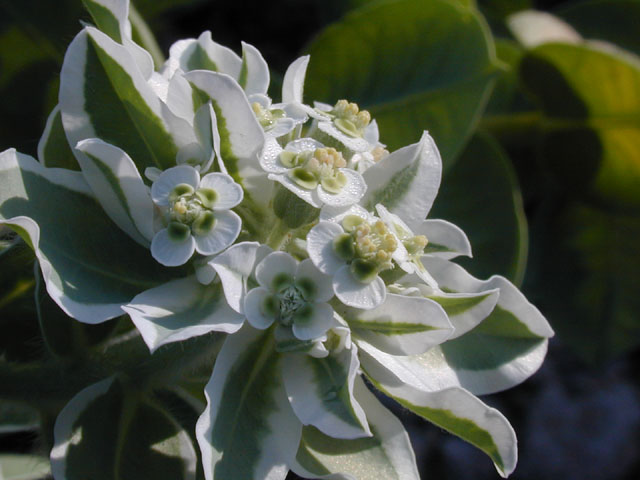 Euphorbia marginata (Snow on the mountain) #14586