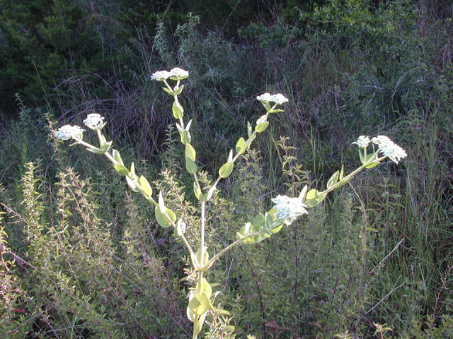 Euphorbia marginata (Snow on the mountain) #14587