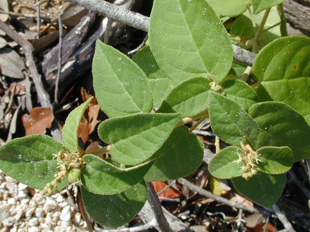 Croton fruticulosus (Bush croton) #14592