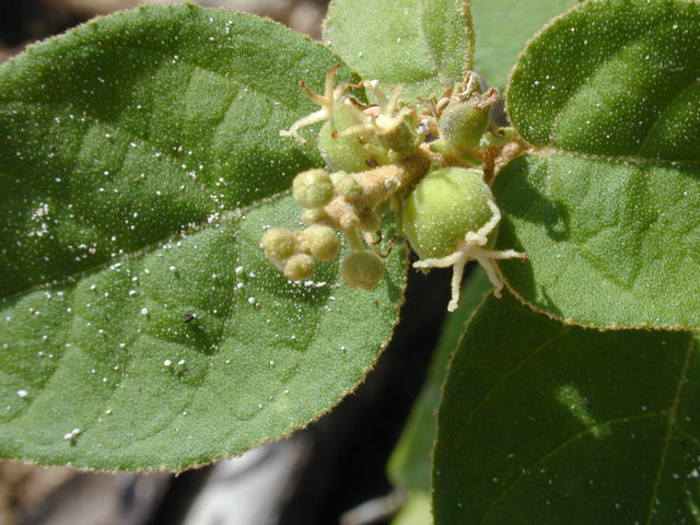 Croton fruticulosus (Bush croton) #14593