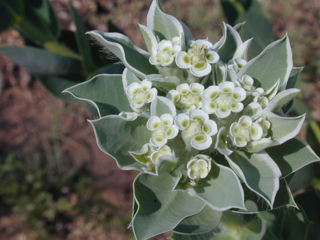 Euphorbia marginata (Snow on the mountain) #14594