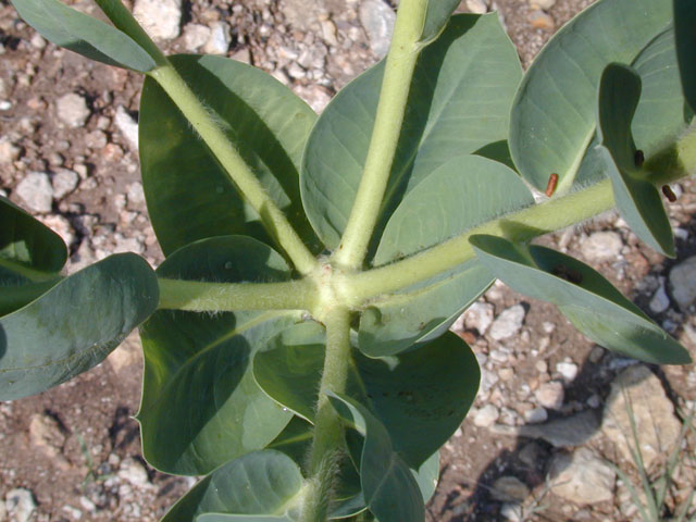 Euphorbia marginata (Snow on the mountain) #14595